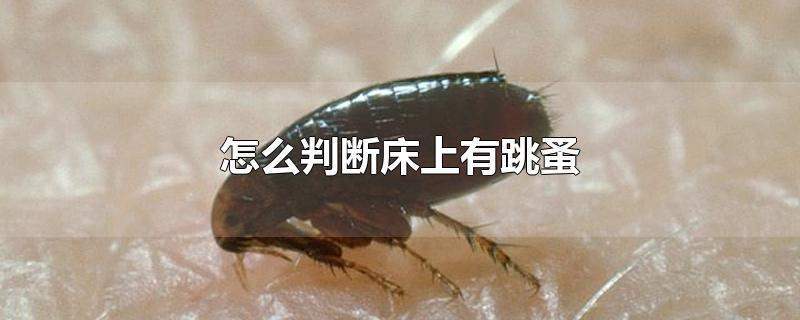 床上有跳蚤怎么办（床上有跳蚤的处理方法）