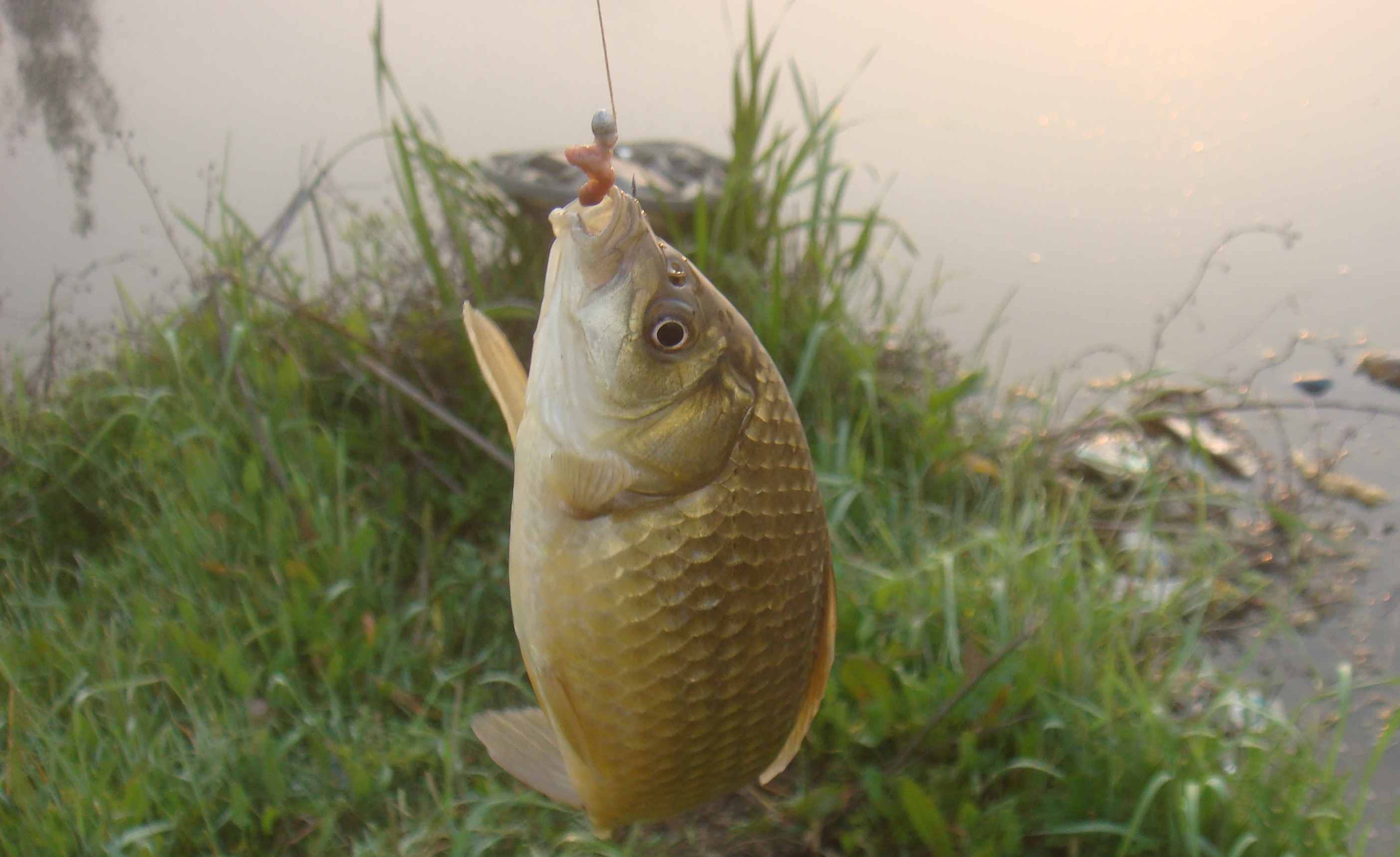 鲫鱼钓鱼最佳钩子选择（钓鲫鱼时应使用哪种钩子）