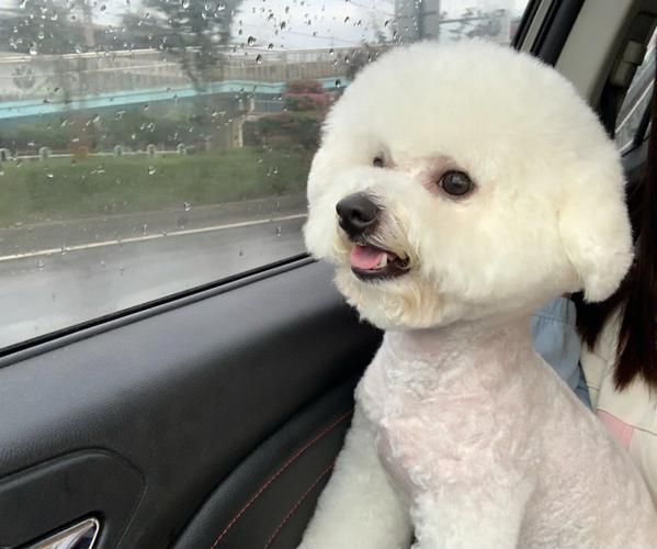 比熊一生认几个主人（比熊犬生命周期中能认识几个主人）