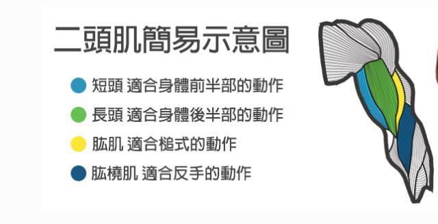二头肌怎么练才能练出来（盘点9个肱二头肌训练的法则）