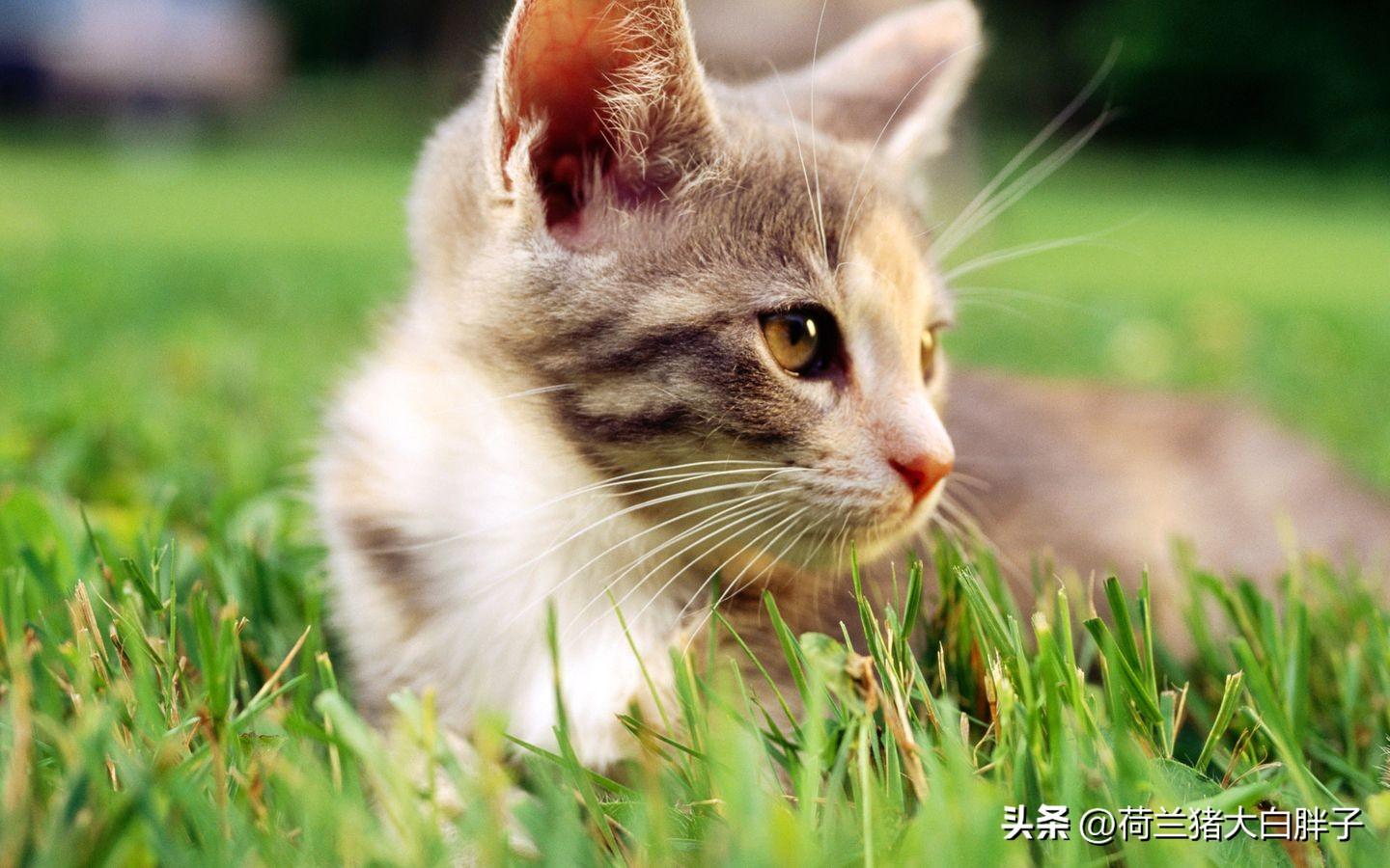 猫咪怎么驱虫（给猫咪驱虫时需要注意的事项有哪些）