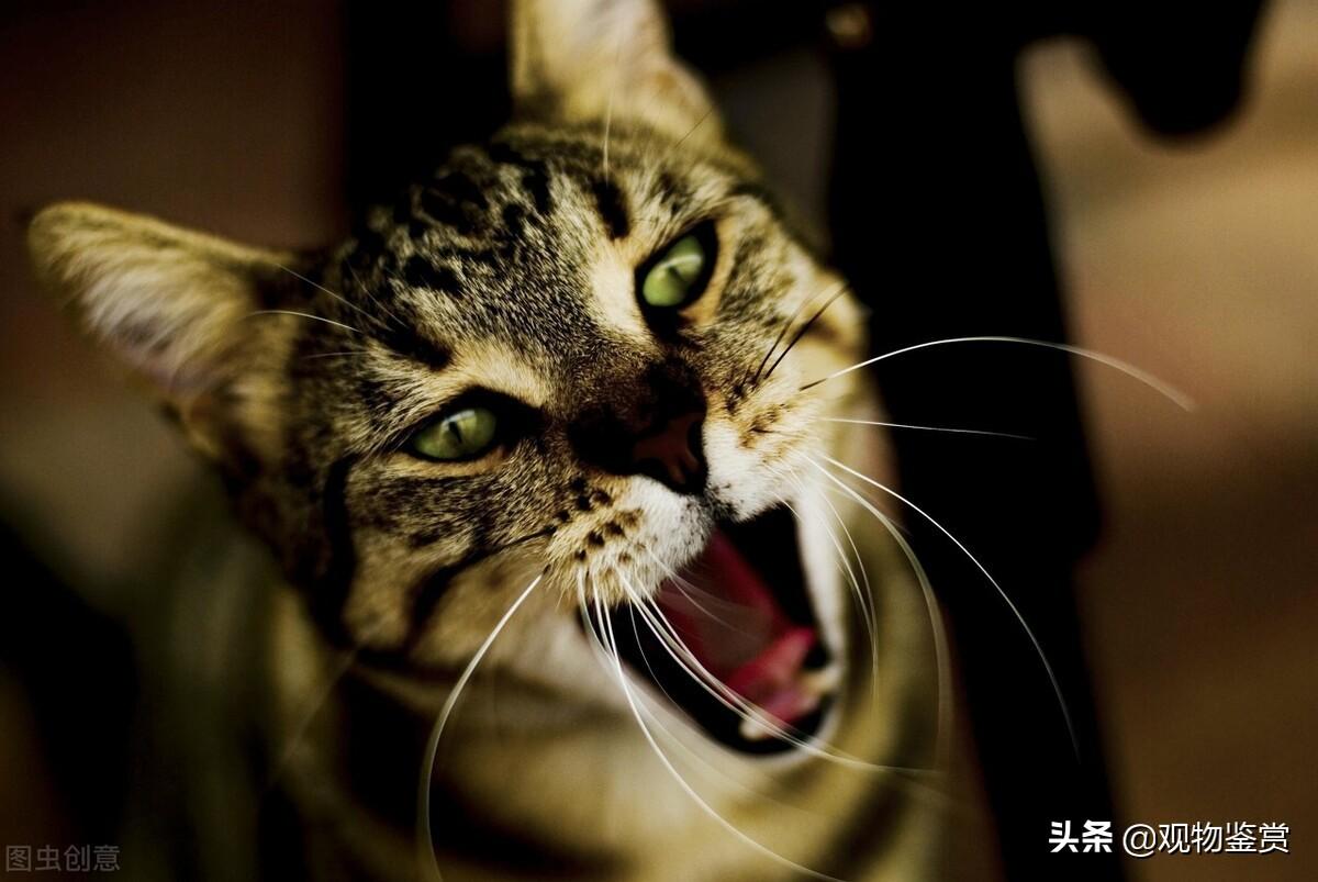 怎么让猫不叫（为什么有些猫咪总是喜欢喵喵乱叫呢）
