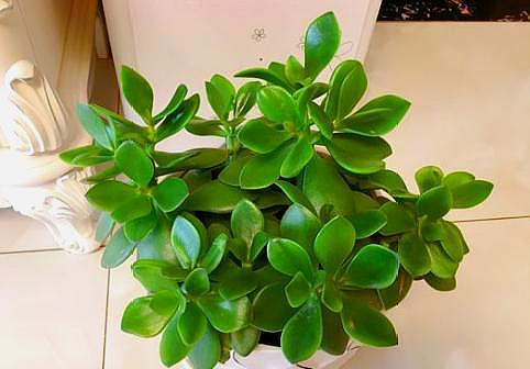 玉树怎么扦插（扦插玉树植物需要注意得技巧有哪些）