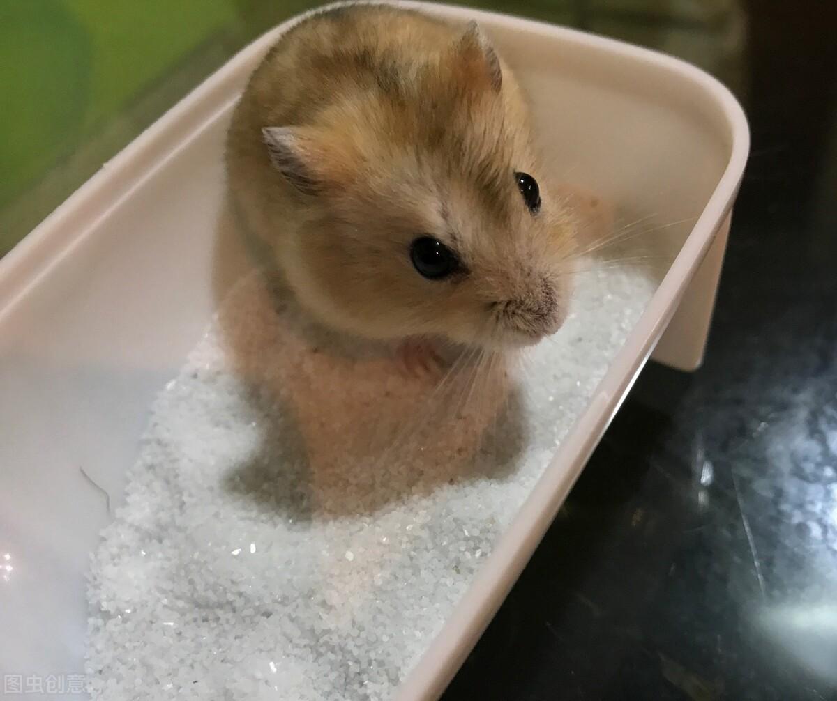 小仓鼠怎么洗澡（给小仓鼠洗澡需要注意的事项有哪些）