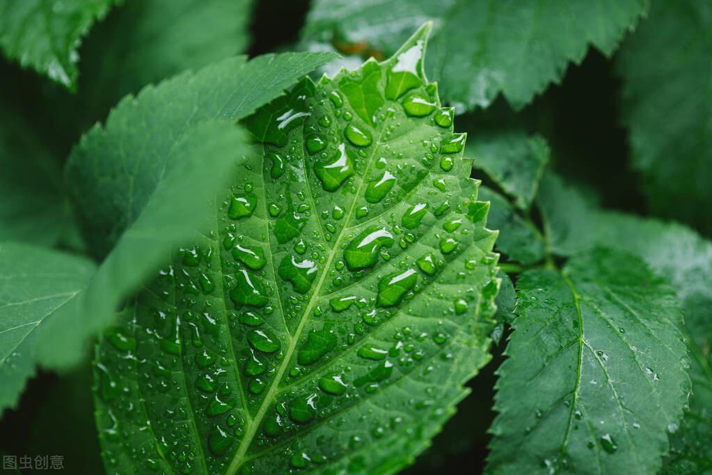 植物上的露珠是怎么形成的（草地上的露水是怎么来的）