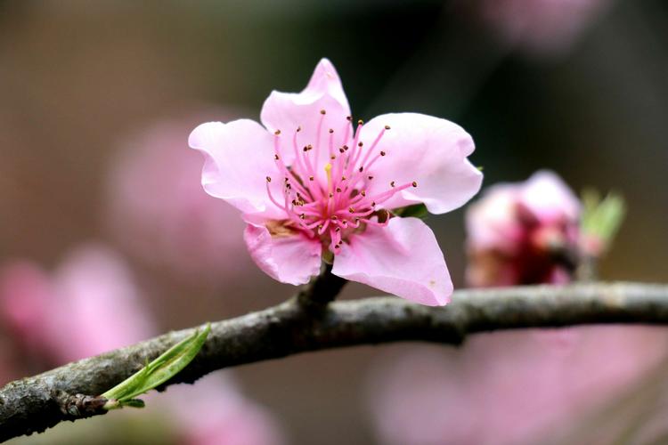桃花几月份开花（桃花绽放的时间在几月份）