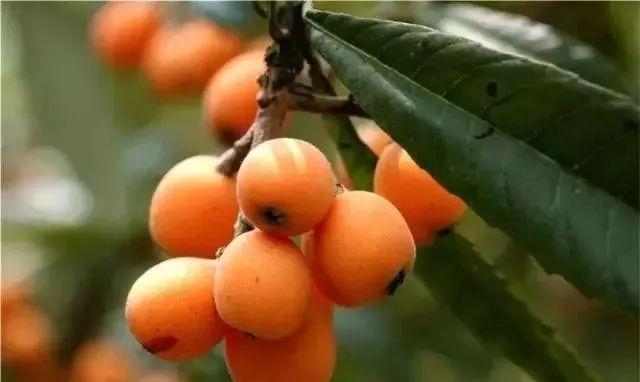 枇杷几月成熟（枇杷果实成熟的季节是在何月份）