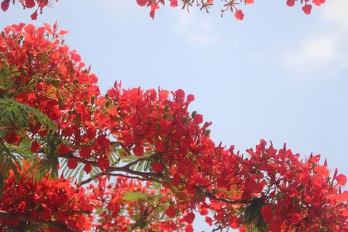 凤凰花几月份开花（凤凰花盛开的季节是在几月份）