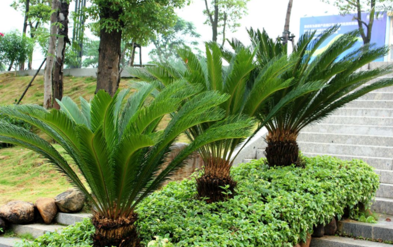 铁树种植攻略（打造美丽铁树的方法）