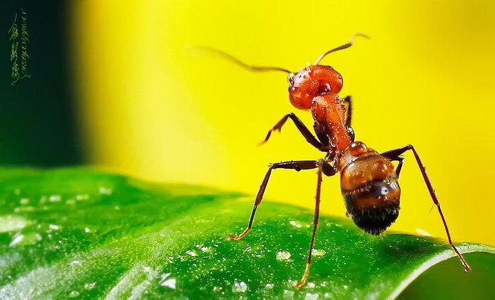 红蚂蚁有毒（红蚂蚁是否具有毒性）