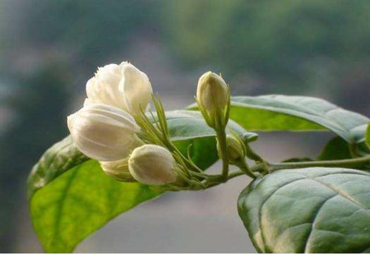 茉莉花驱蚊（茉莉花是否具有驱蚊效果）