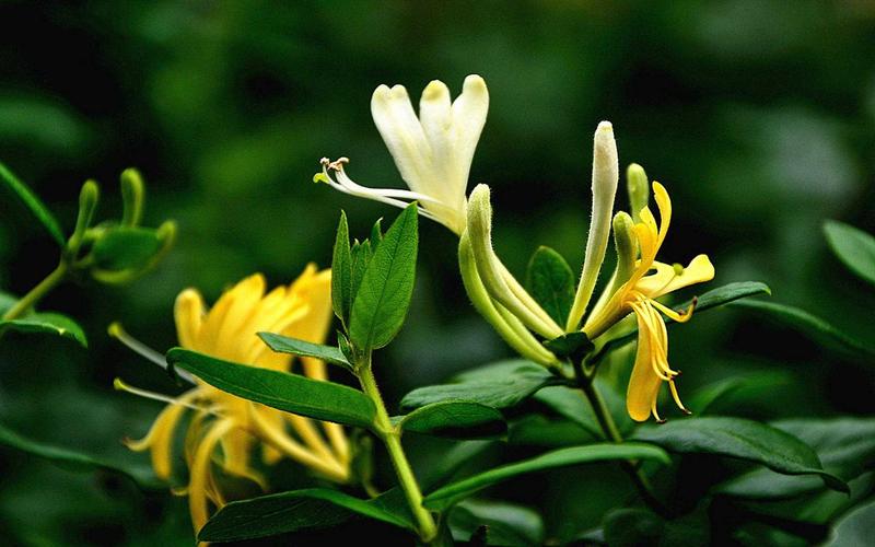 金银花属于无毒植物（金银花不含有毒性成分）
