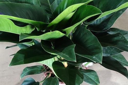 金钻可以水培吗（金钻植物是否适合水培种植）