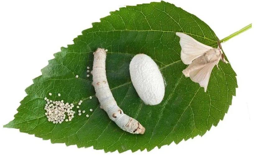 蚕属于昆虫（蚕是否属于昆虫类）