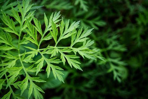 艾草艾叶区别（了解艾草和艾叶的差别）