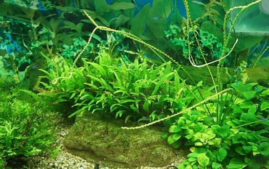水草能释放氧气（水草是否具有释放氧气的能力）