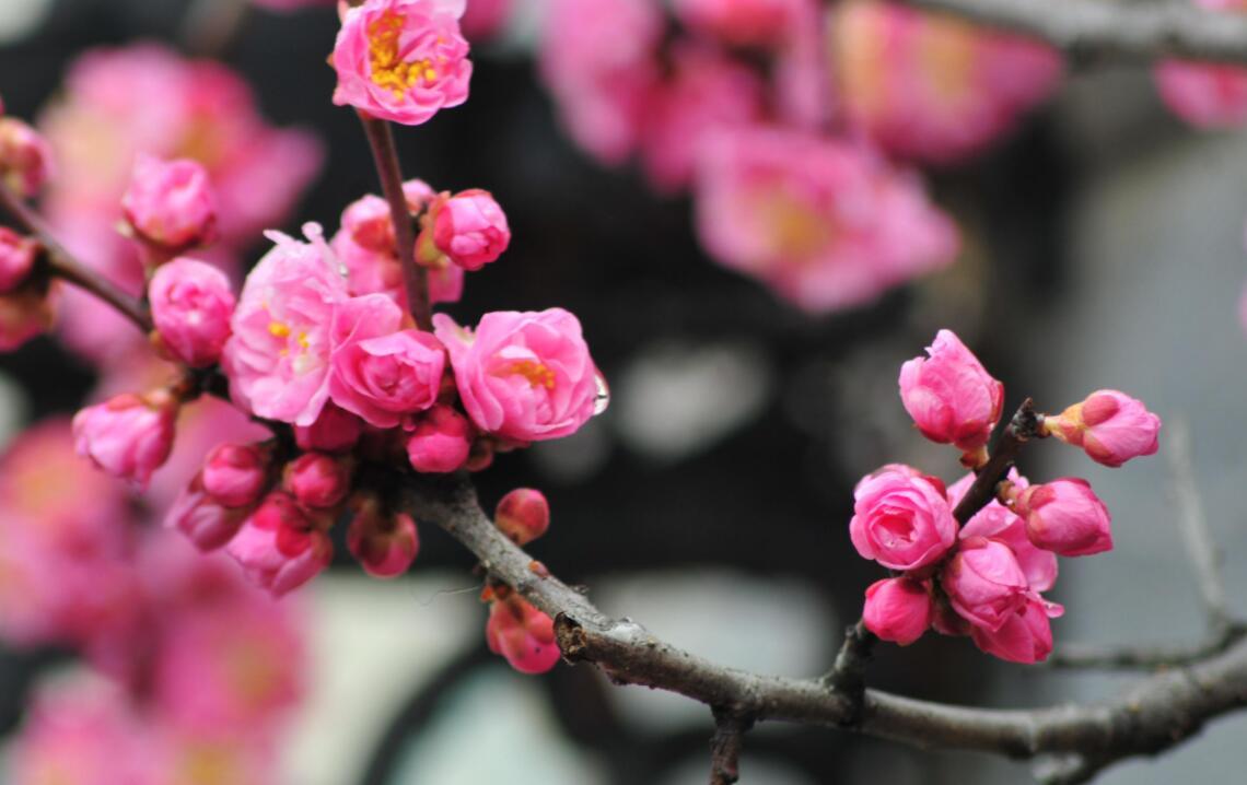 南京的市花是什么（南京的市花是哪种花）