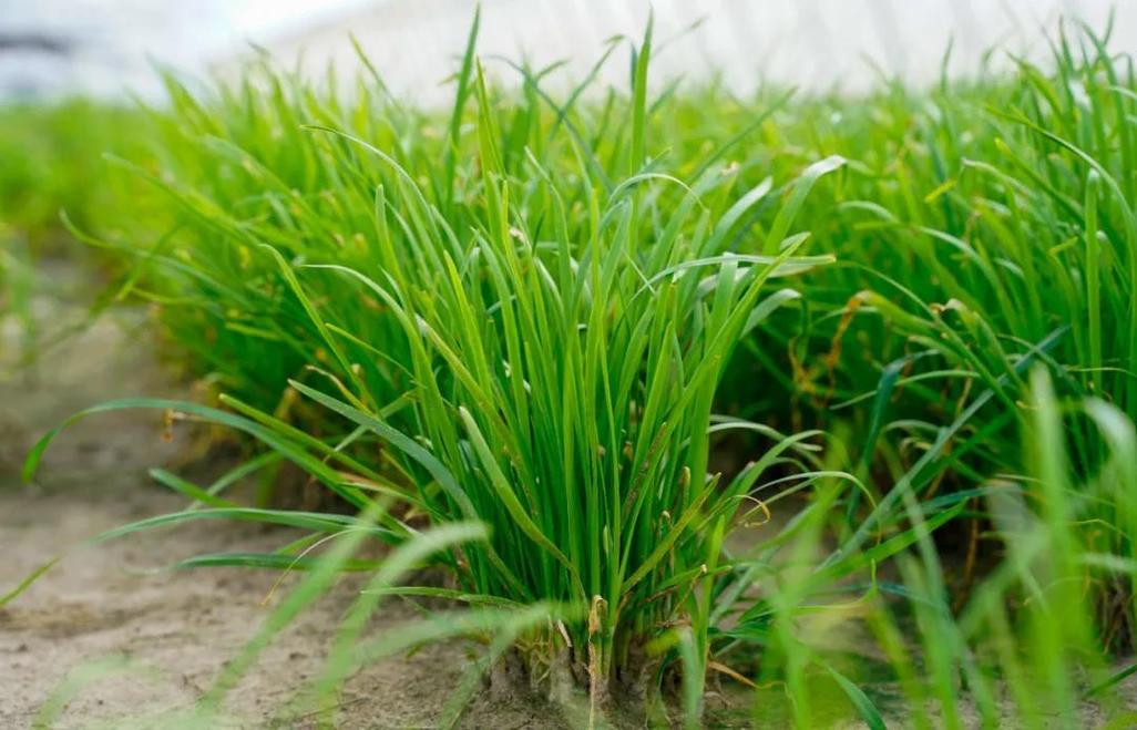 韭菜种植时间和方法（详解韭菜的种植时机和方法）