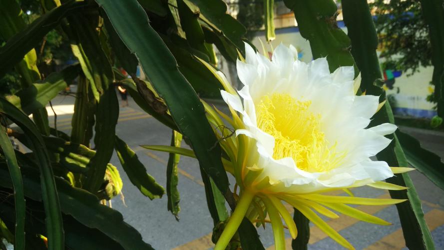 霸王花和火龙果花的区别（辨别霸王花和火龙果花的区别）