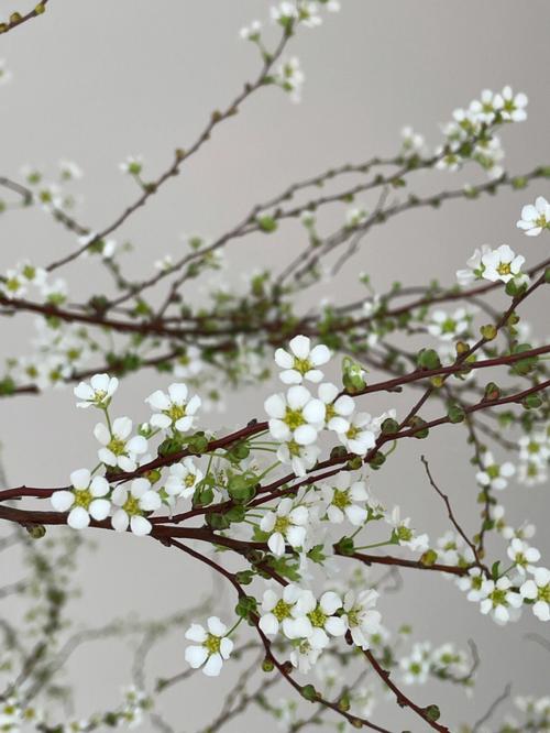 雪柳花的花语和象征意义（了解雪柳花的花语和寓意）