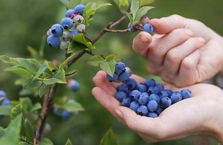 蓝莓的最佳食用季节（蓝莓的最佳食用时期）