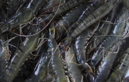 大批量养殖黑壳虾的周期（估计大批量养殖黑壳虾的周期）