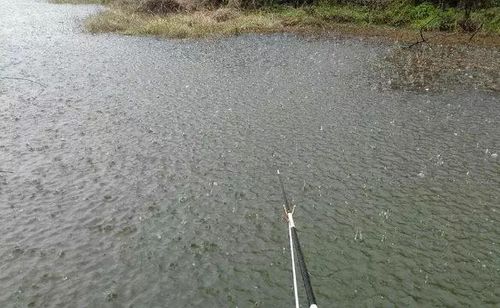 下雨天钓鱼的钓点选择（下雨时是钓深水还是浅水更合适）