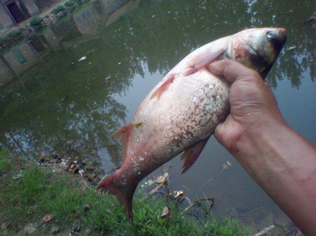 鲢鳙钓鱼的适宜水深（钓鲢鳙鱼适宜的水深是多少）