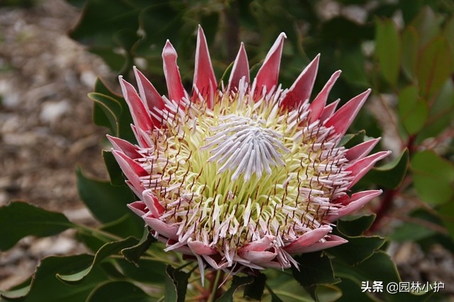 帝王花的寓意象征（为什么说帝王花适合用来插花呢）