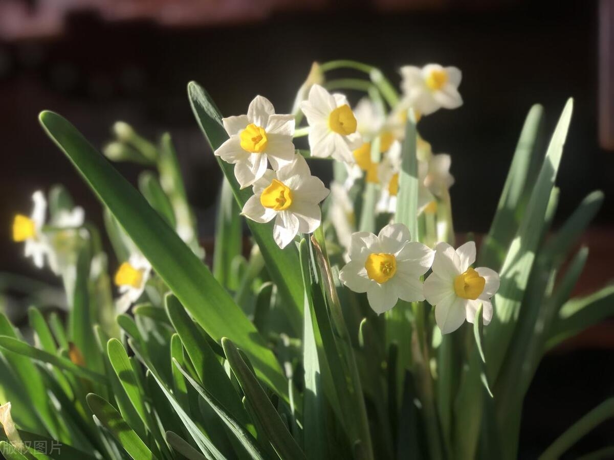 水仙花花语和象征的意义介绍（水仙花适合送给别人吗）