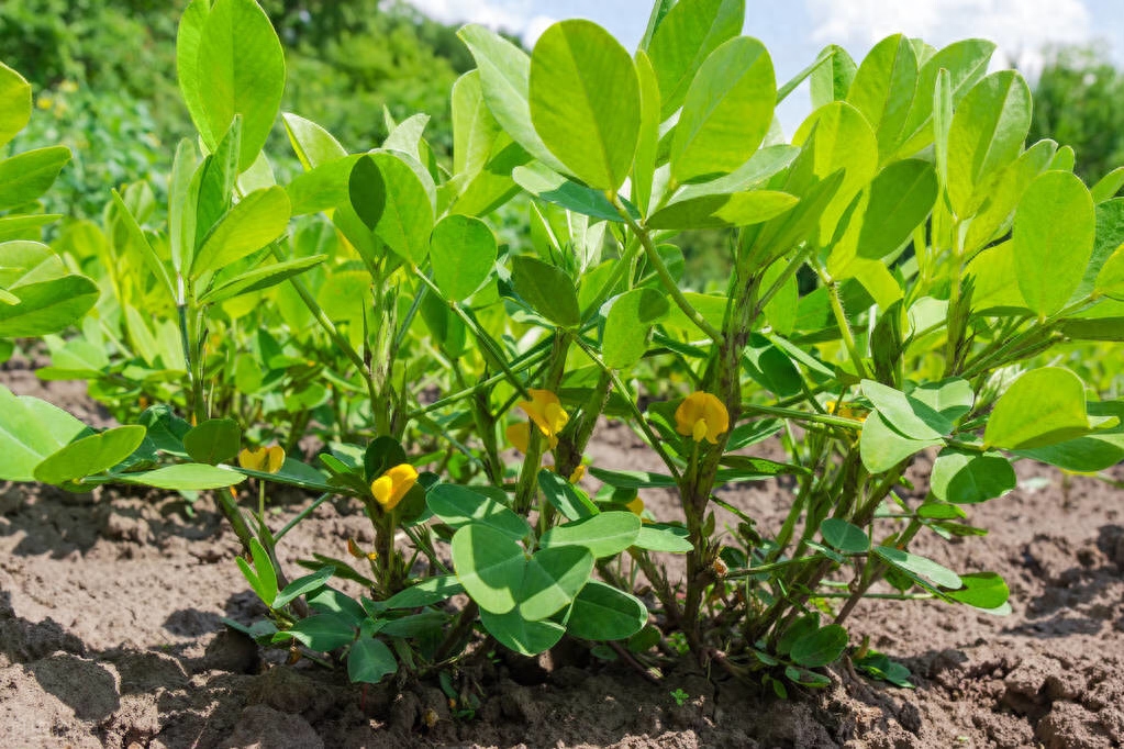 秋花生什么时候种植最好（种植秋花生的方法和注意事项）