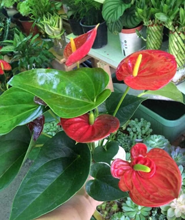 耐阴又容易开花的植物（高端大气又好养的五种耐阴花）
