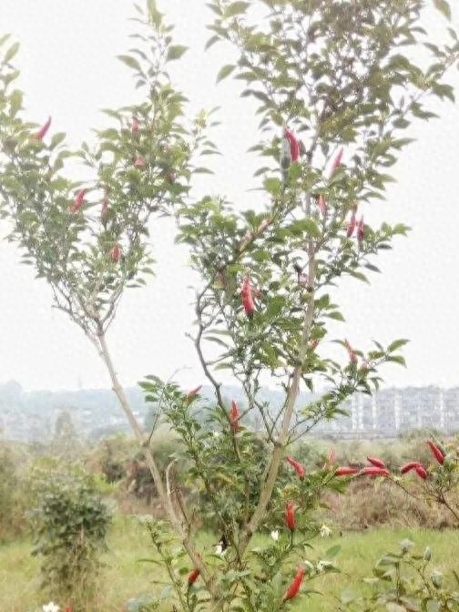 辣椒是一年生还是多年生植物（为何南方很少看到辣椒树）