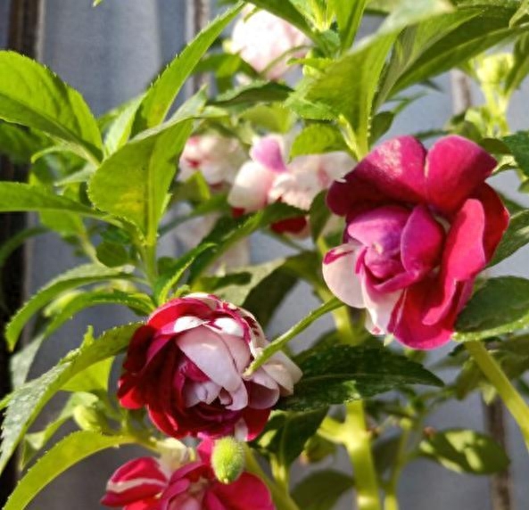 凤仙花什么时候开花（盆栽凤仙花怎么养才能花开爆盆）
