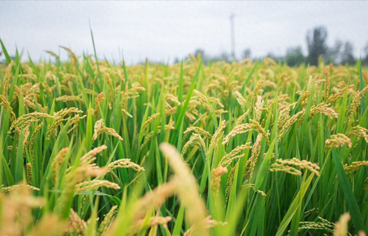 一亩水稻可以产多少斤（中美两国的水稻生产差距有多大）
