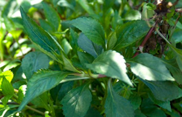 苦菜又名叫什么（曾被人嫌弃的苦菜为何变成了高端野菜）