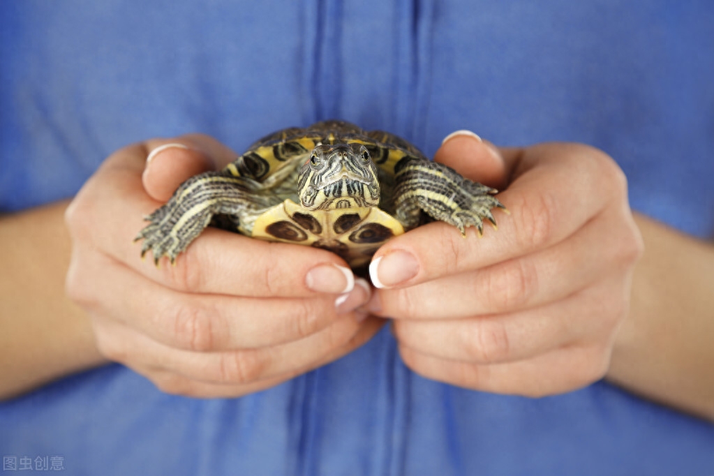 巴西龟能长多大活多久（巴西龟怎么养必知的8个要点）