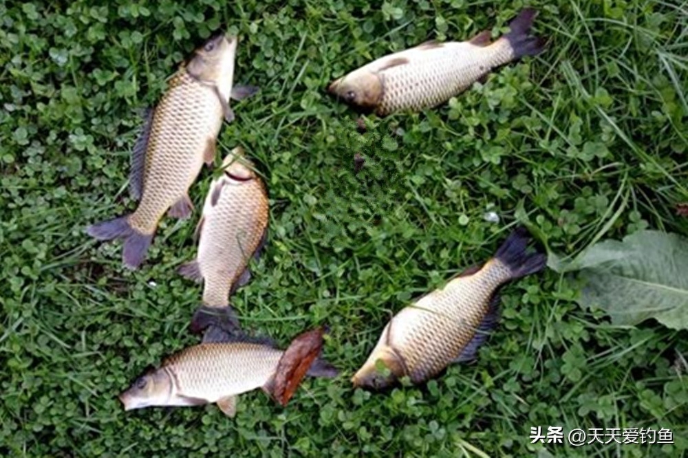正在下雨时的钓鱼方式（雨天钓鱼的方法以及注意事项）
