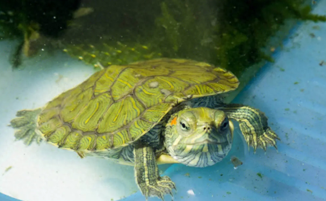 巴西龟是水龟还是陆龟（巴西龟的生长习性及饲养要点）