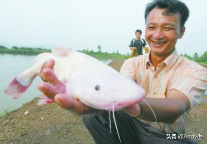 和鲶鱼相似的鱼有哪些（肥王鱼的特点以及生长环境）