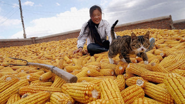 猫咪能吃玉米吗（猫吃玉米的营养利弊分别是什么呢）