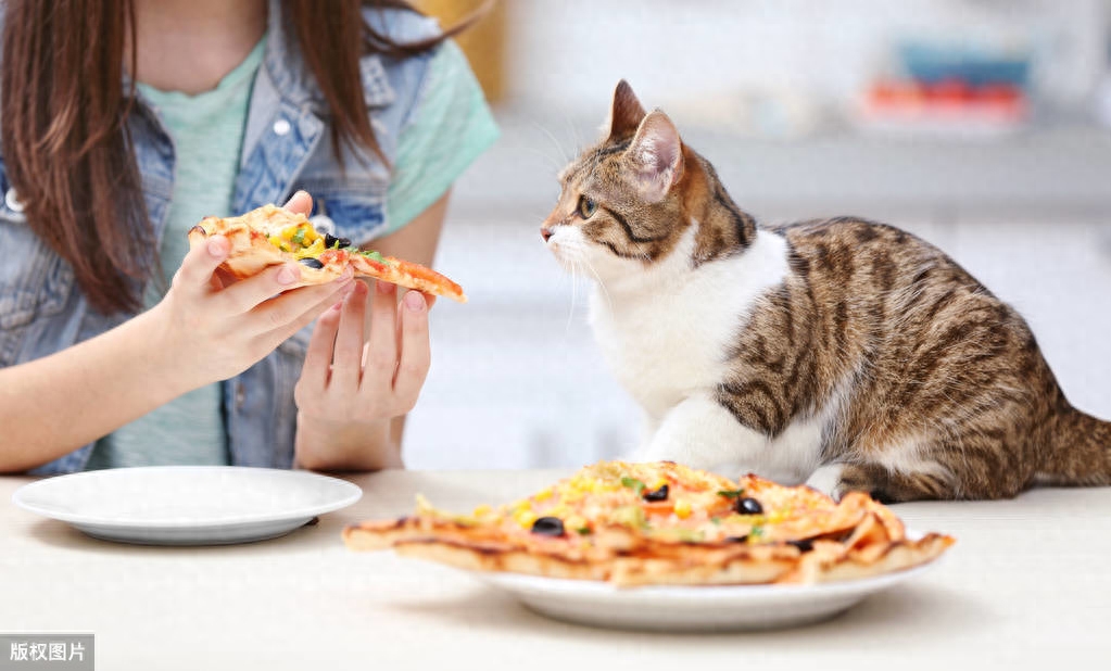 猫咪可以吃巧克力吗（不可以给猫咪喂食的7种食物）