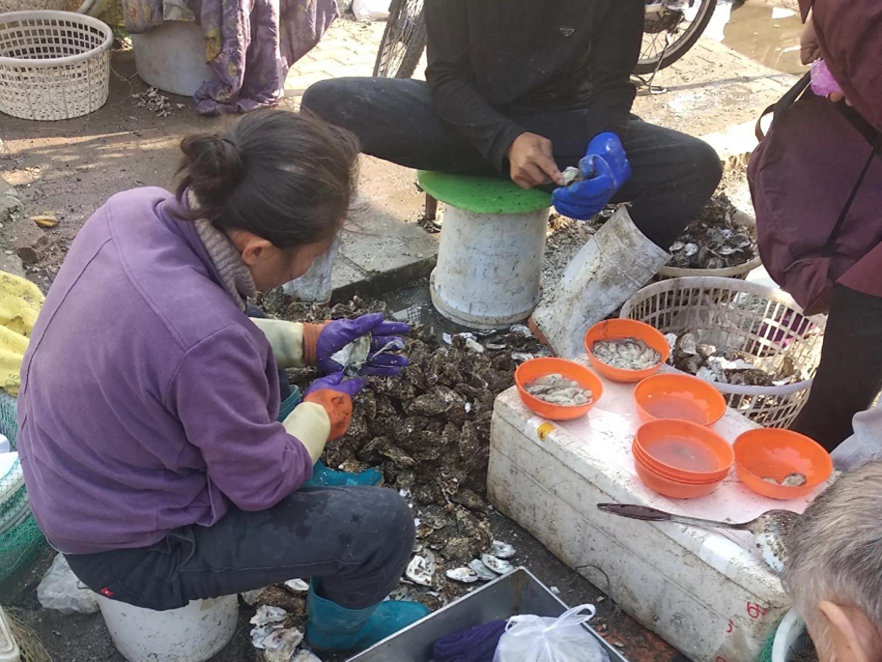 生蚝和海蛎子有什么区别（生蚝和海蛎子的挑选方法）