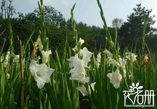 教师节送老师送什么花（推荐七种适合献给老师的鲜花）