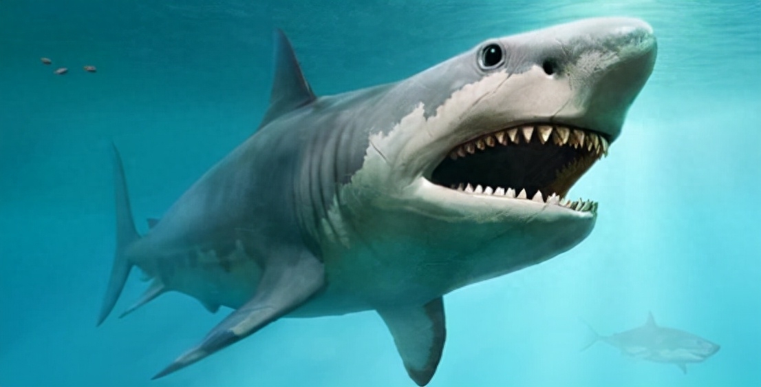 大白鲨可以长到8米吗（巨齿鲨和大白鲨之间有亲缘关系吗）