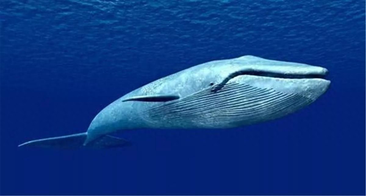 鲸鱼是怎么受孕的（体重上百吨的鲸鱼是如何繁衍后代的）