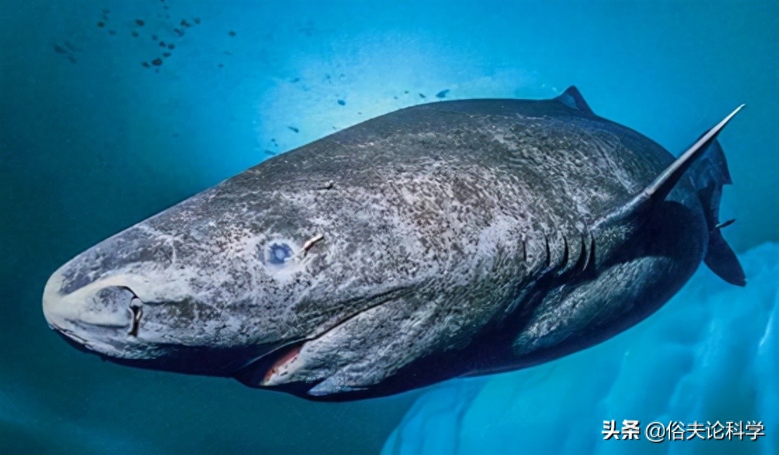 鲨鱼寿命最长可达多少年（格陵兰睡鲨为何如此长寿）