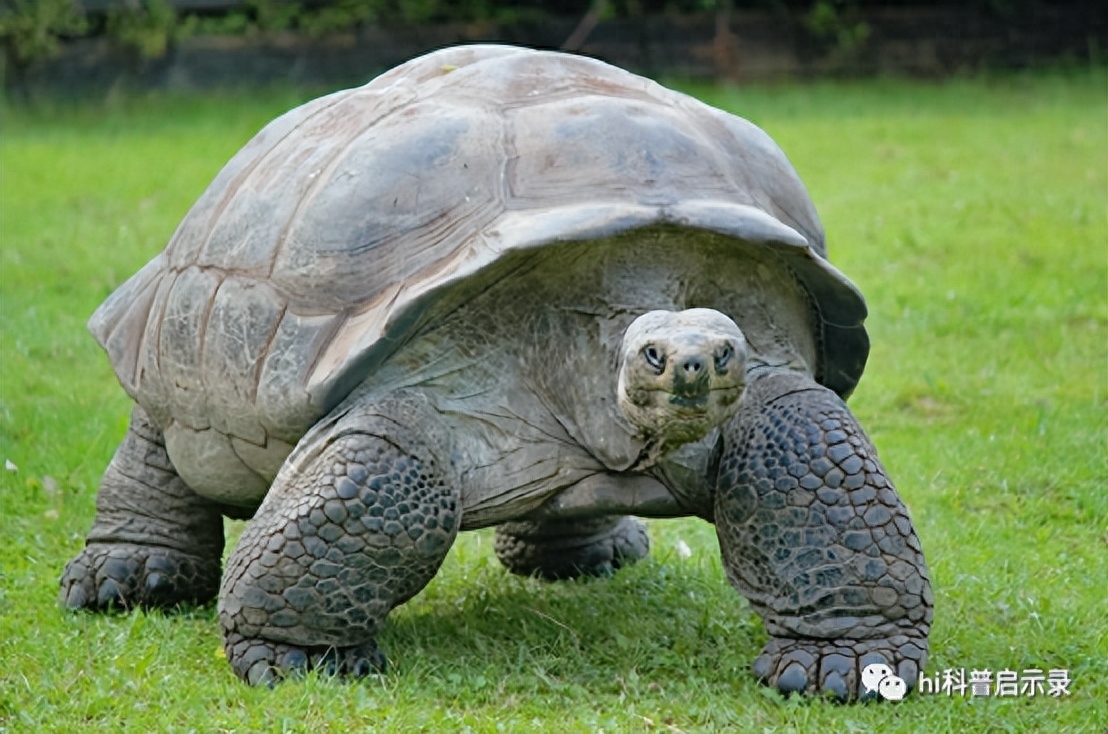 乌龟的寿命最长多少年（乌龟为什么能活这么长时间）
