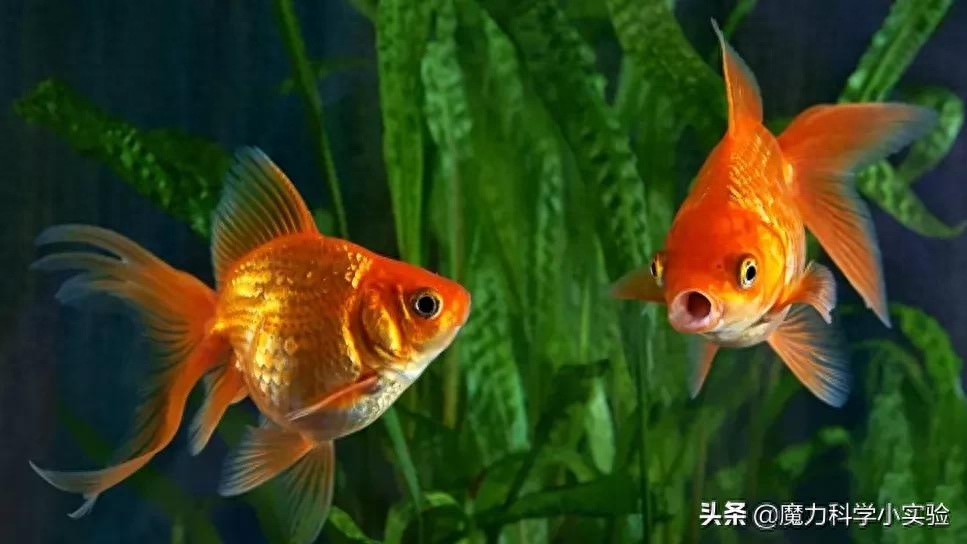 金鱼的记忆有多久（金鱼只有3秒记忆的说法是真的吗）