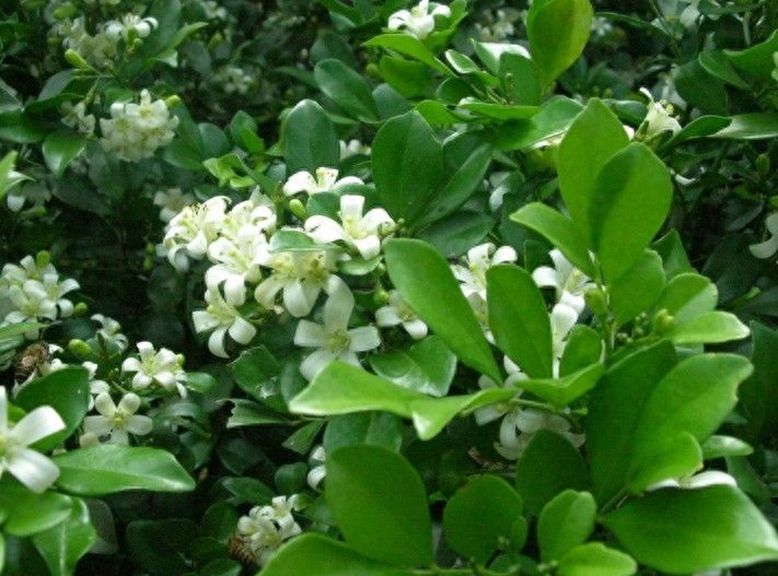 什么花是白色的（5种洁白素雅的花卉及其养护方法）